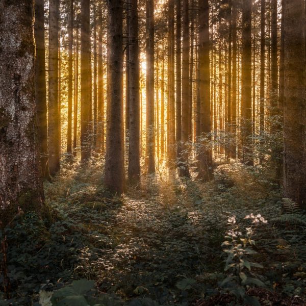 maximilian-jaenicke-MUrOL8XFJyU-unsplash